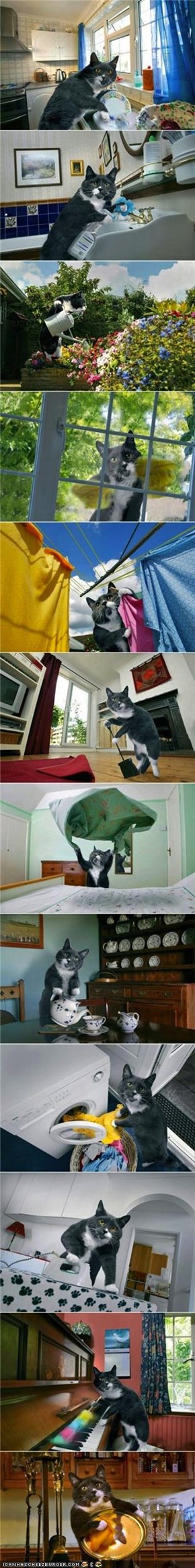 A Day in the Life of a House Cat