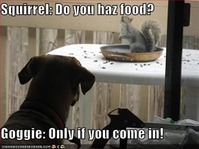 Squirrel: Do you haz food?  Goggie: Only if you come in!