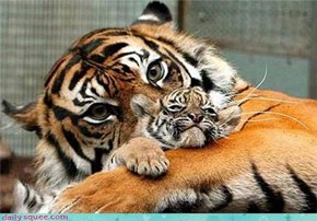 Mother's Love