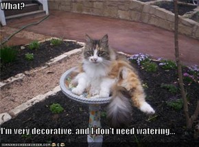 What?  I'm very decorative, and I don't need watering...