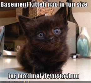 Basement kitteh nao in fun size  fur maximal devustashun