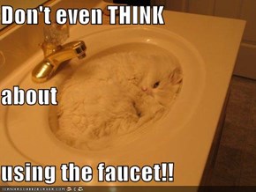Don't even THINK  about using the faucet!!