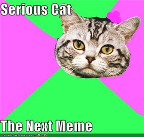 Serious Cat  The Next Meme