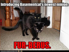 Introducing Basementcat's newest minion: