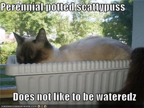 Perennial potted scattypuss                 Does not like to be wateredz