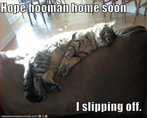 Hope hooman home soon  I slipping off.