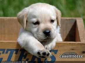 cuuutttteeee
