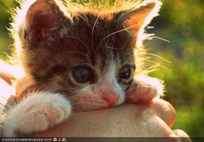 Cyoot Kitteh of teh Day: Ai Lub Feelin teh Warm Sun in Mah Fur