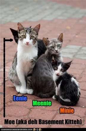 Rayre famly pichure of Basement Kitteh--him wid hiz brudders.