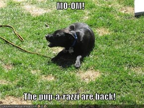 MO-OM!  The pup-a-razzi are back!