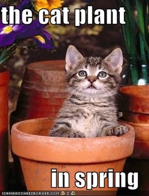 the cat plant  in spring