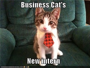 Business Cat's  New intern
