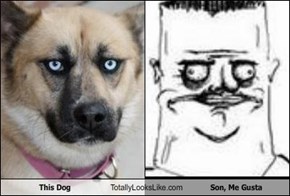 This Dog Totally Looks Like Son, Me Gusta