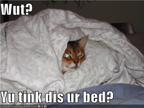 Wut?  Yu tink dis ur bed?