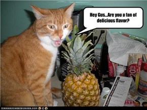 Hey Gus...Are you a fan of delicious flavor?