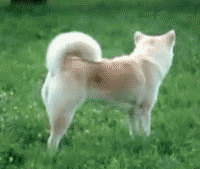 The quick brown fox...
