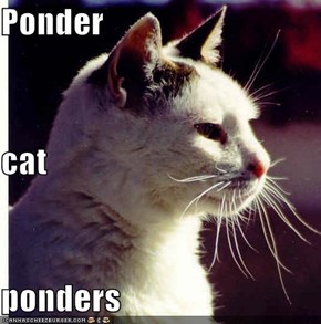 Ponder cat ponders