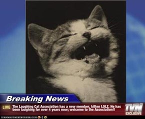Breaking News - The Laughing Cat Association has a new member, kitten LOLZ. He has been laughing for over 4 years now; welcome to the Association!!