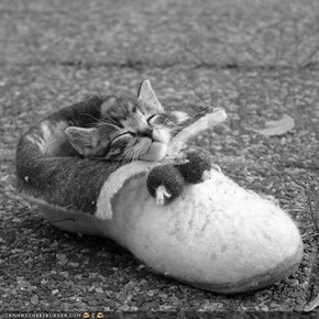 Cyoot Kitteh of teh Day: Slipper Sleep