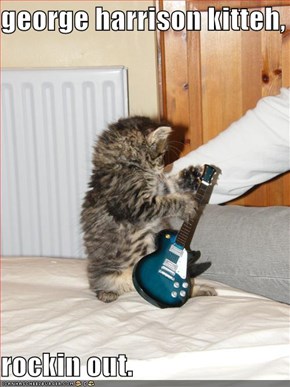 george harrison kitteh,  rockin out.