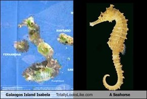 Galaogos Island Isabela Totally Looks Like A Seahorse
