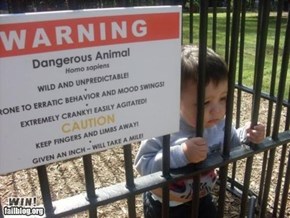 Dangerous Animal WIN