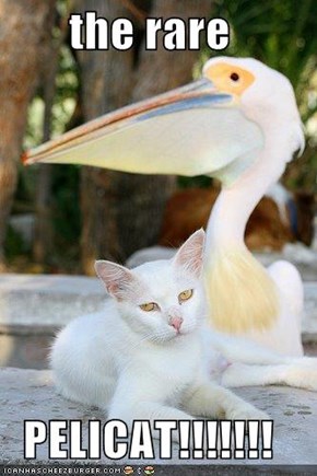 the rare  PELICAT!!!!!!!