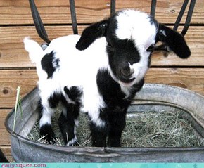 Goat in a Bucket!