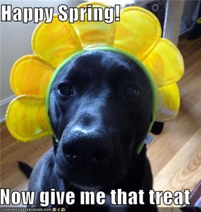 Happy Spring!  Now give me that treat