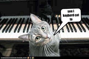 see i keybord cat to