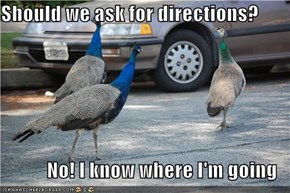 Should we ask for directions?  No! I know where I'm going
