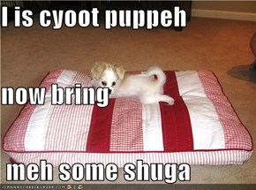 I is cyoot puppeh now bring  meh some shuga