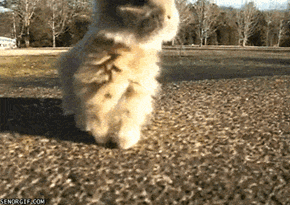 Rabbit Dancing