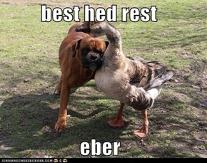 best hed rest  eber