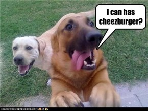 I can has cheezburger?