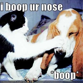 i boop ur nose  *boop*