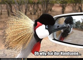 Oh why, hai dur Handsome...