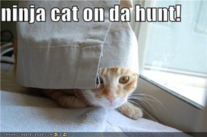 ninja cat on da hunt!
