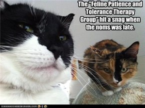 The "Feline Patience and Tolerance Therapy Group" hit a snag when the noms was late.