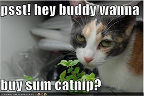Wanna buy sum catnip