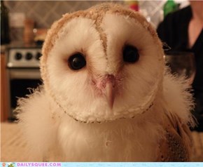Baby Barn Owl