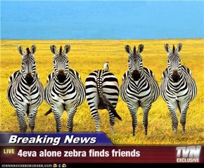 Breaking News - 4eva alone zebra finds friends