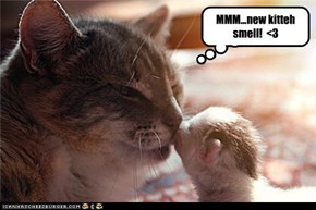 MMM...new kitteh smell!  <3