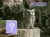 indignant owl 