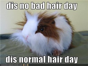 dis no bad hair day  dis normal hair day