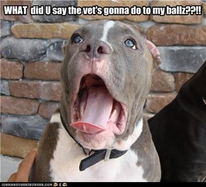 WHAT  did U say the vet's gonna do to my ballz??!!
