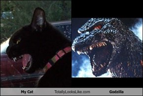 My Cat Totally Looks Like Godzilla