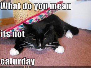 What do you mean  its not caturday