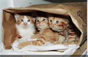 Cyoot Kittehs of teh Day: Teh Cats R in teh Bag