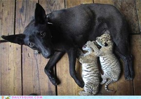 Dog Becomes Surrogate Mother to Two Baby Ligers